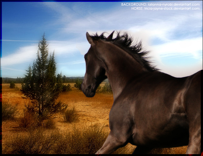 Black Horse Desert