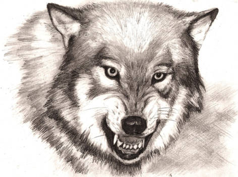 A wolf