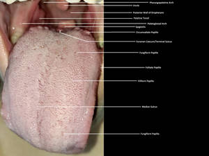 Mouth Anatomical Labels