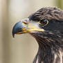 bald eagle Zeus