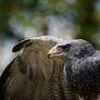 black-chested buzzard-eagle I