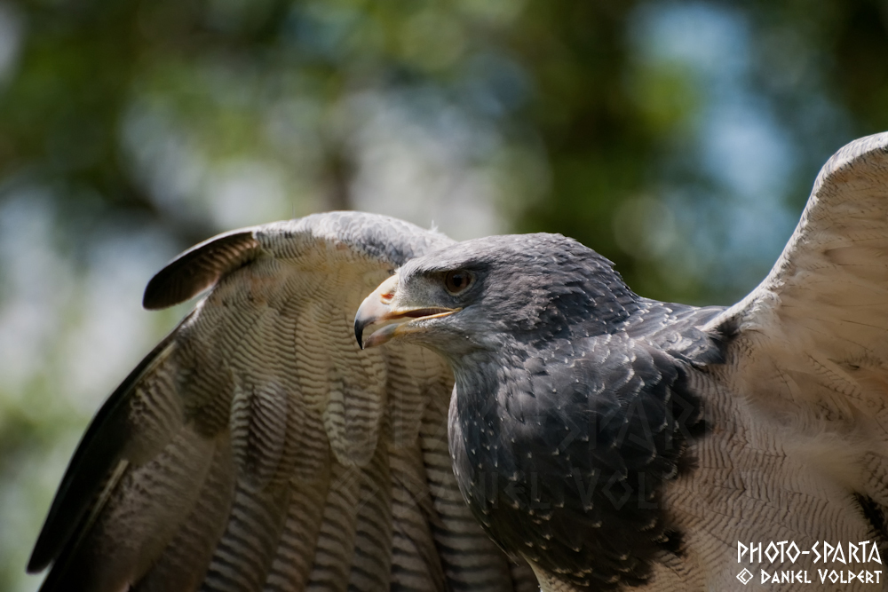 black-chested buzzard-eagle I