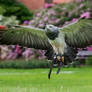 buzzard-eagle in flight