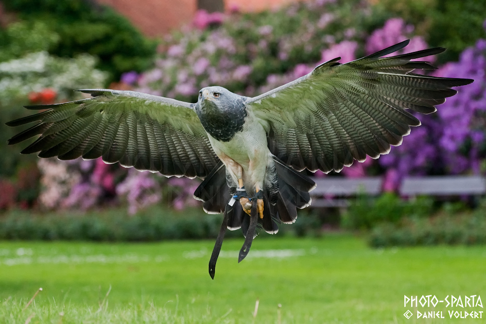 buzzard-eagle in flight