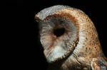 barn owl - theodore by Daniel-Volpert