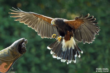 Harris Hawk V