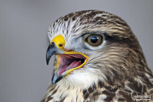 Eurasian buzzard