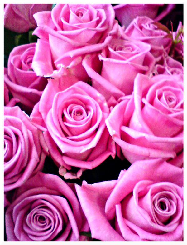 the pink roses by verkkopallo on DeviantArt