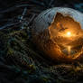 The Nest Nobody Came Back For