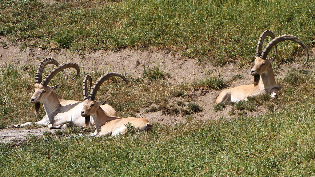 Ethiopian Walia Ibex - Bronx Zoo N.Y.