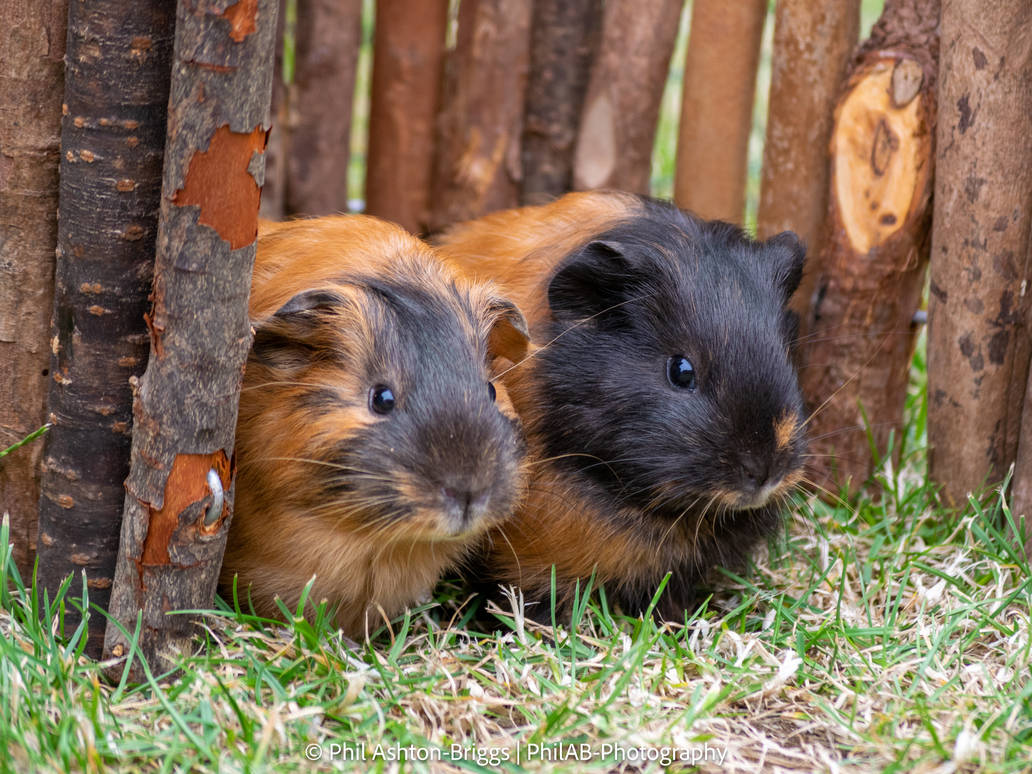 Captivating Can Guinea Pigs Eat Peanut Butter Capture Art Captivating Can Guinea Pigs Eat Peanut Butter Capture Art