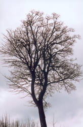 The Tree 2