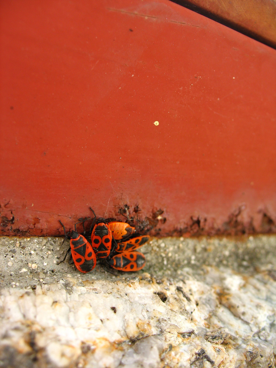 Weird Ladybirds