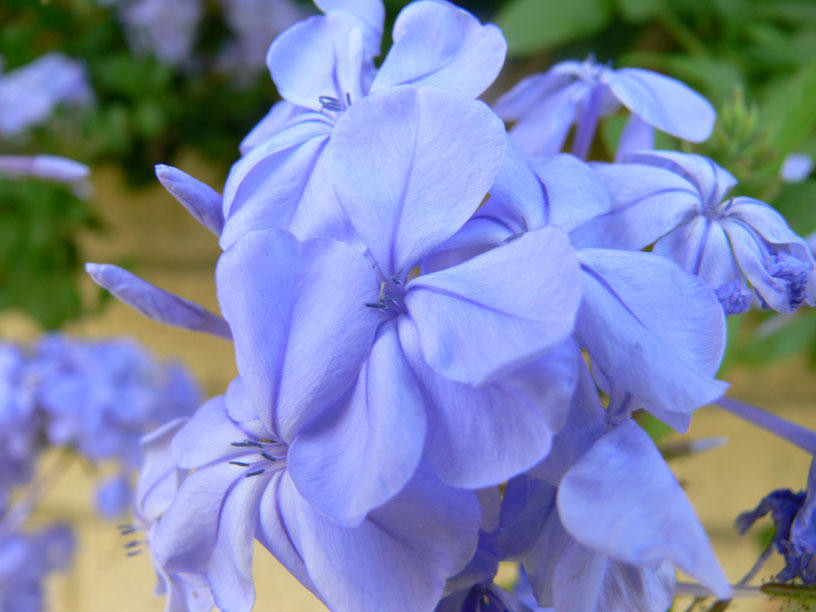 Sticky Flower Tree Sticky Flowers by Epszors on DeviantArt