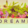 Dreamer