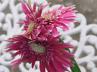 3 Headed Gerbra flowers