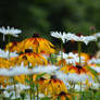 daisys and Coneflowers