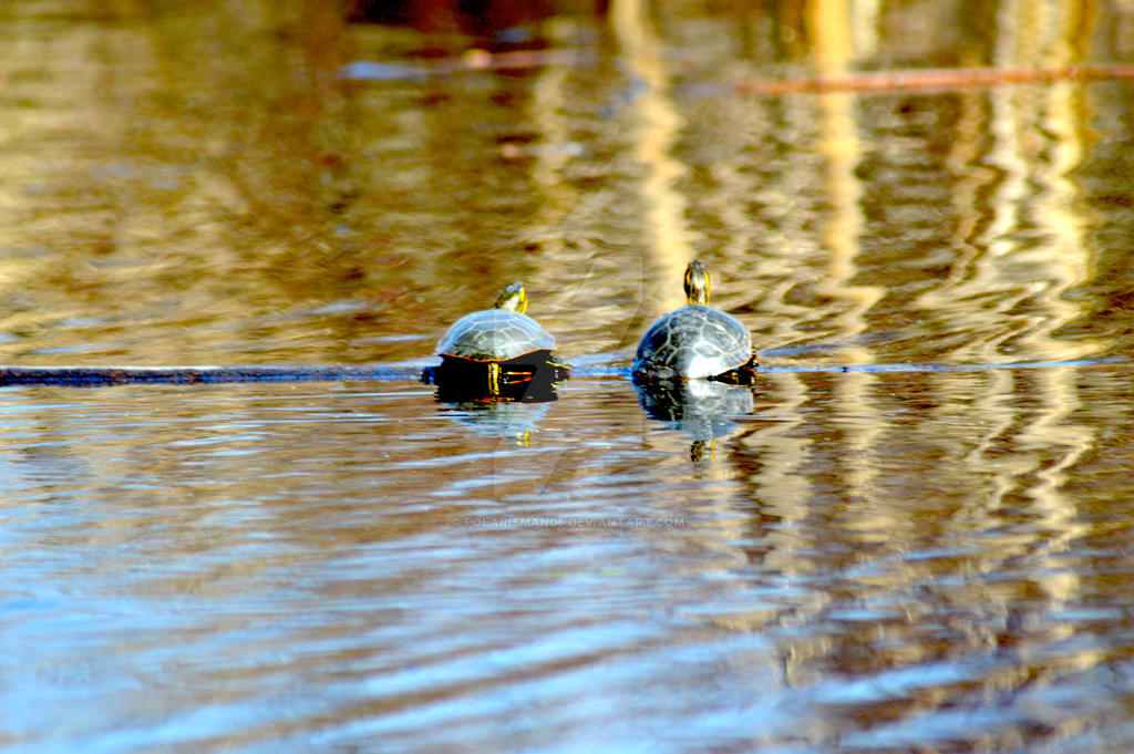 Turtle Break Time by polarisman08 on DeviantArt