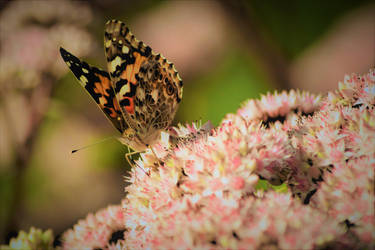 Pollination 