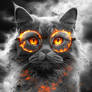 A Gray Cat
