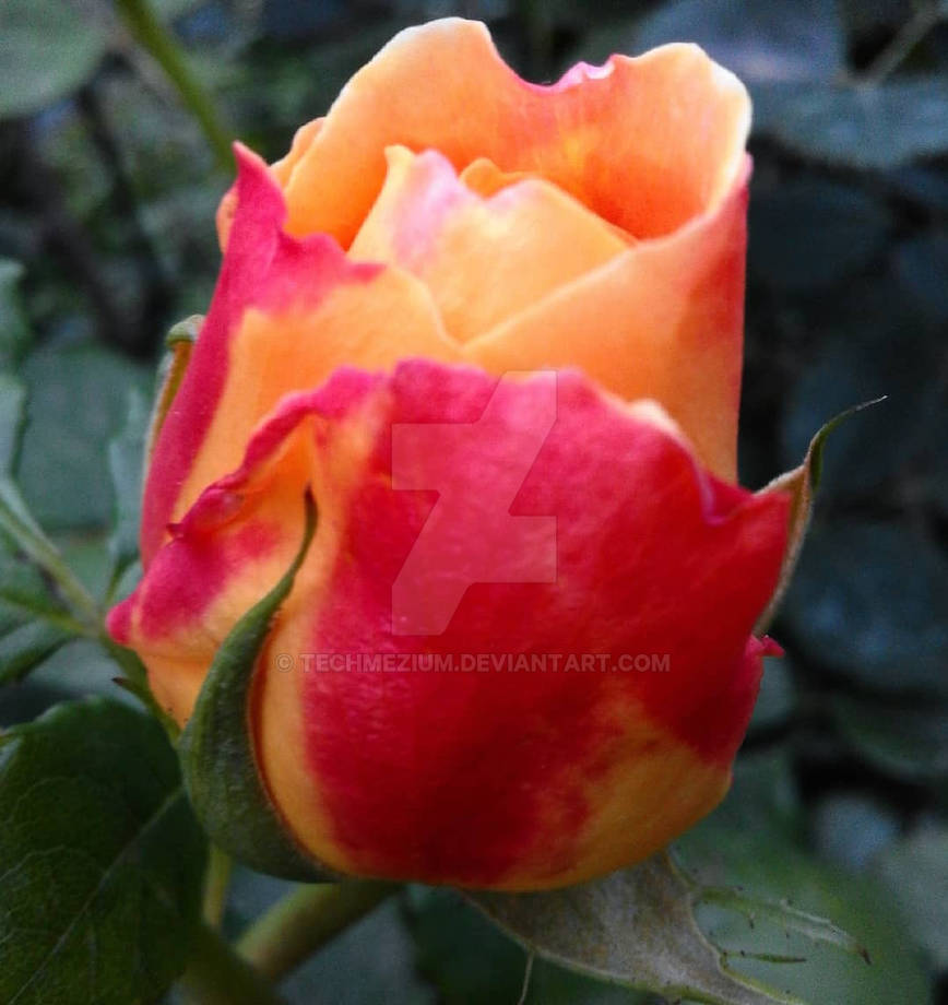 Red Peach Roses Red and Peach Rose by Techmezium on DeviantArt