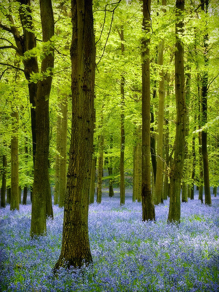 Bluebells in Dockey Woods