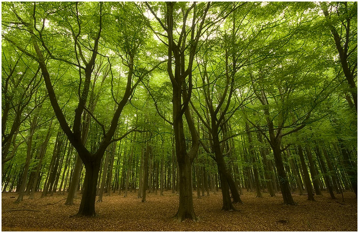 Spring Forest