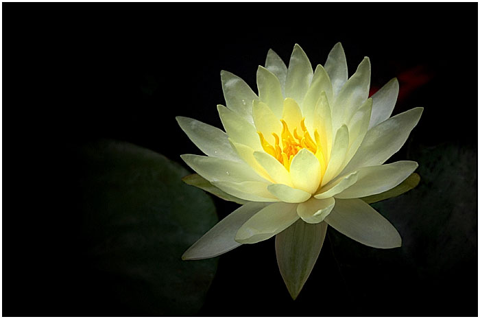 YELLOW WATERLILY