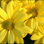 YELLOW DAISIES