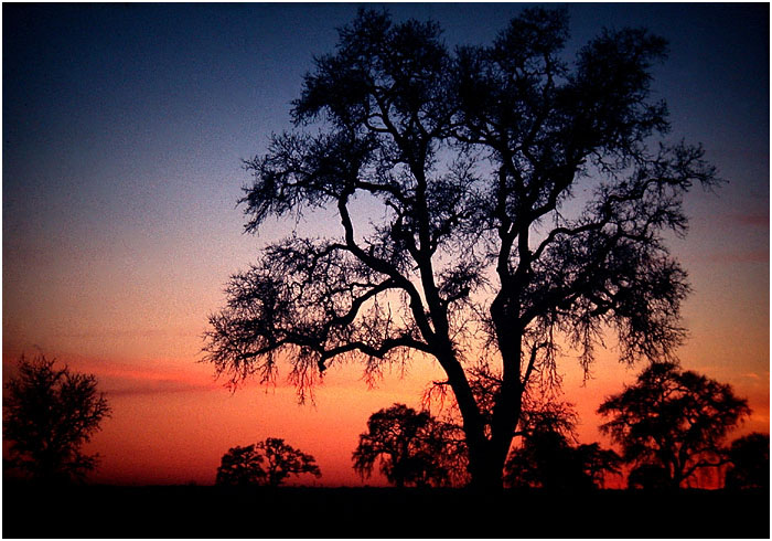 SACRAMENTO VALLEY SUNSET