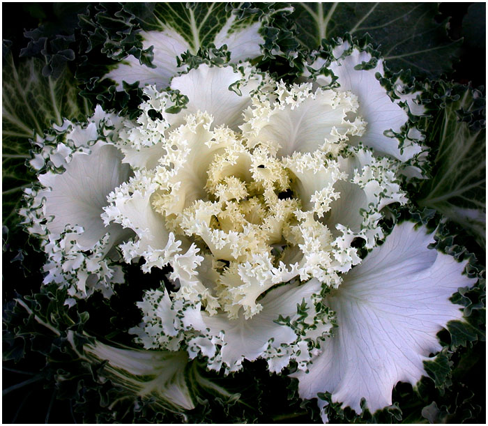 ORNAMENTAL CABBAGE