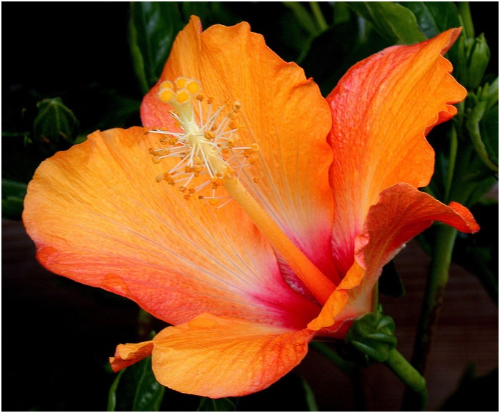 ORANGE HIBISCUS 10