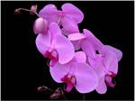 MOTH ORCHID 10 by THOM-B-FOTO