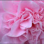 PINK CAMELIA 2