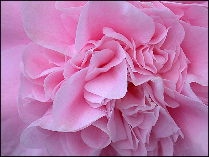 PINK CAMELIA 2