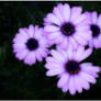 ASTERS