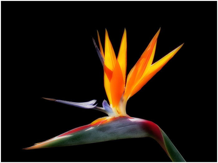 BIRD OF PARADISE