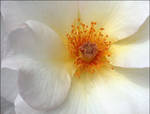 FULL BLOOM ROSE by THOM-B-FOTO