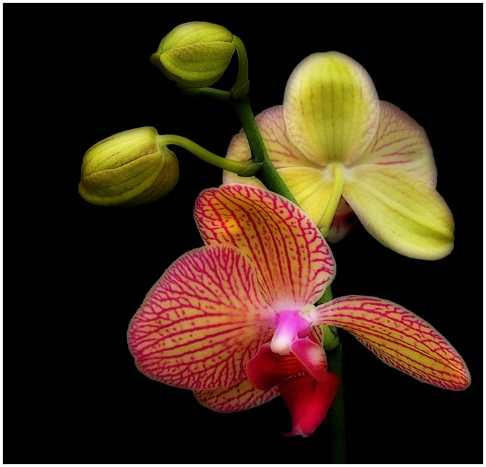 ORCHIDS 4