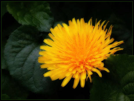 DANDELION