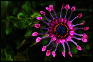 AFRICAN DAISY