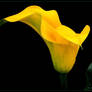 DOUBLE YELLOW CALLA