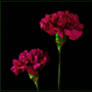 TWO CARNATIONS