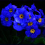 BLUE PRIMROSES