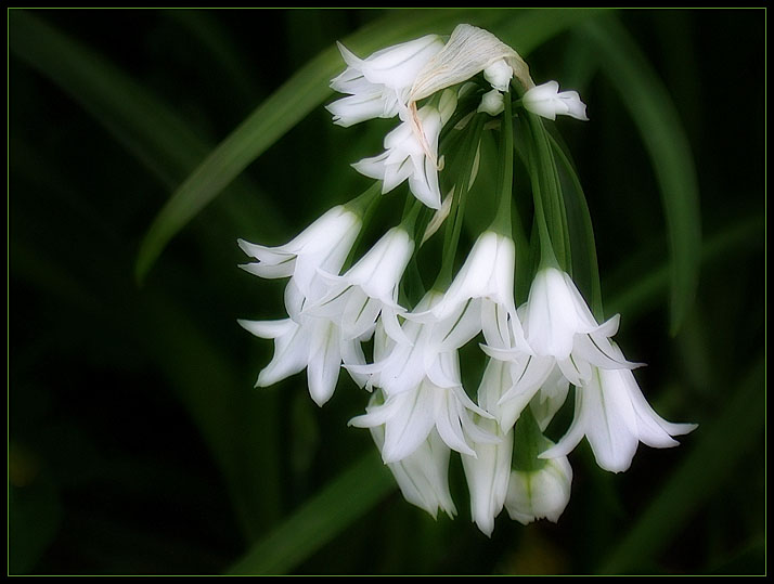 WHITE BELLS