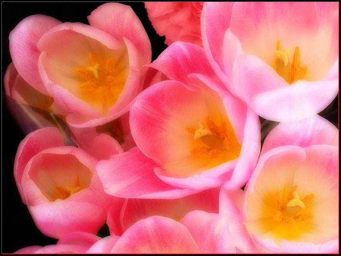 PINK TULIPS 5