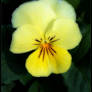 PANSY