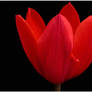 DEEP RED TULIP 3