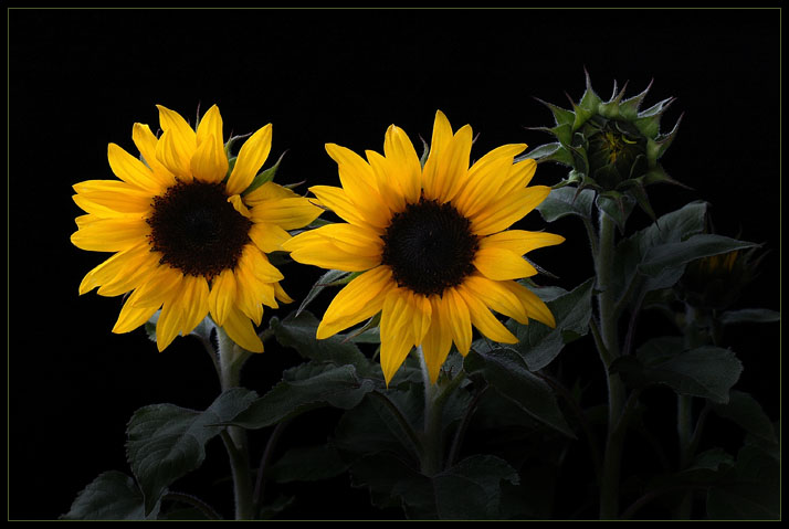 SUNFLOWERS