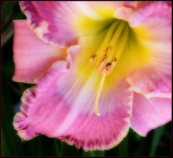 DAY LILY 12